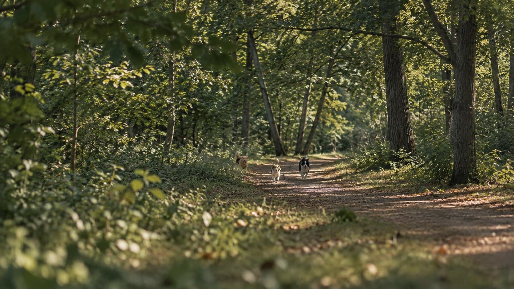 Les chiens s'éloignent sur un chemin ombragé