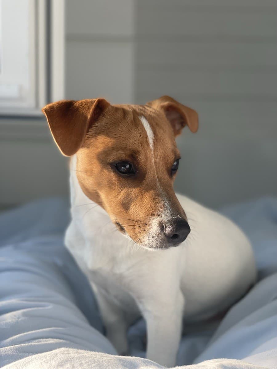 Snoop, le Jack Russell de François